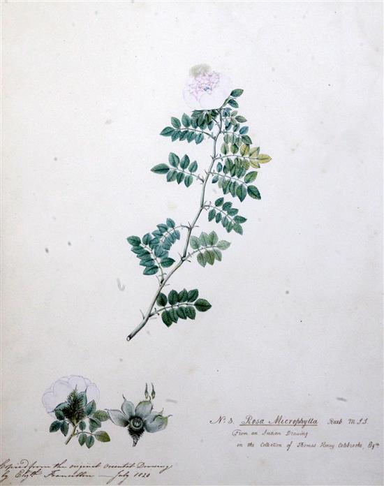 Elizabeth Francillon (East India Company) 2 botanical studies - Rosa Macrophylla and Rosa Banksia 17 x 14in.